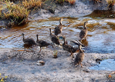 [Ducklings in the middle and Dad are slightly blurry from the movement as they scatter in multiple directions across the shallow stream.]